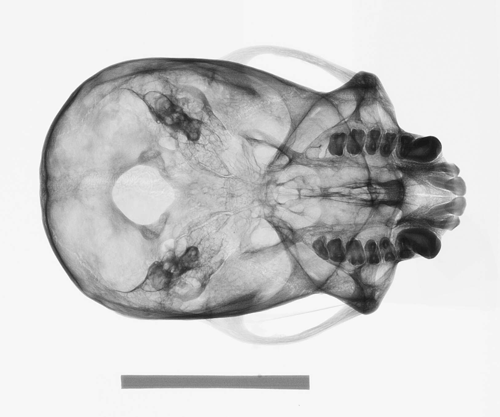 Image de Cebus versicolor Pucheran 1845