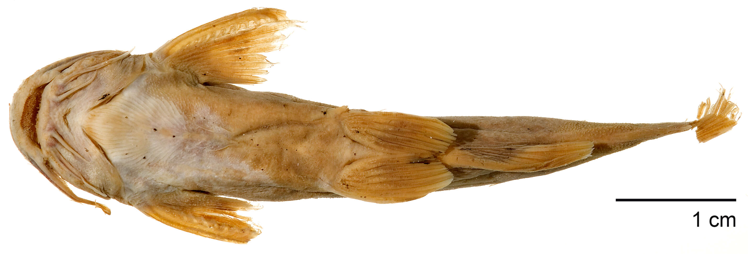 Image of Glyptothorax buchanani Smith 1945