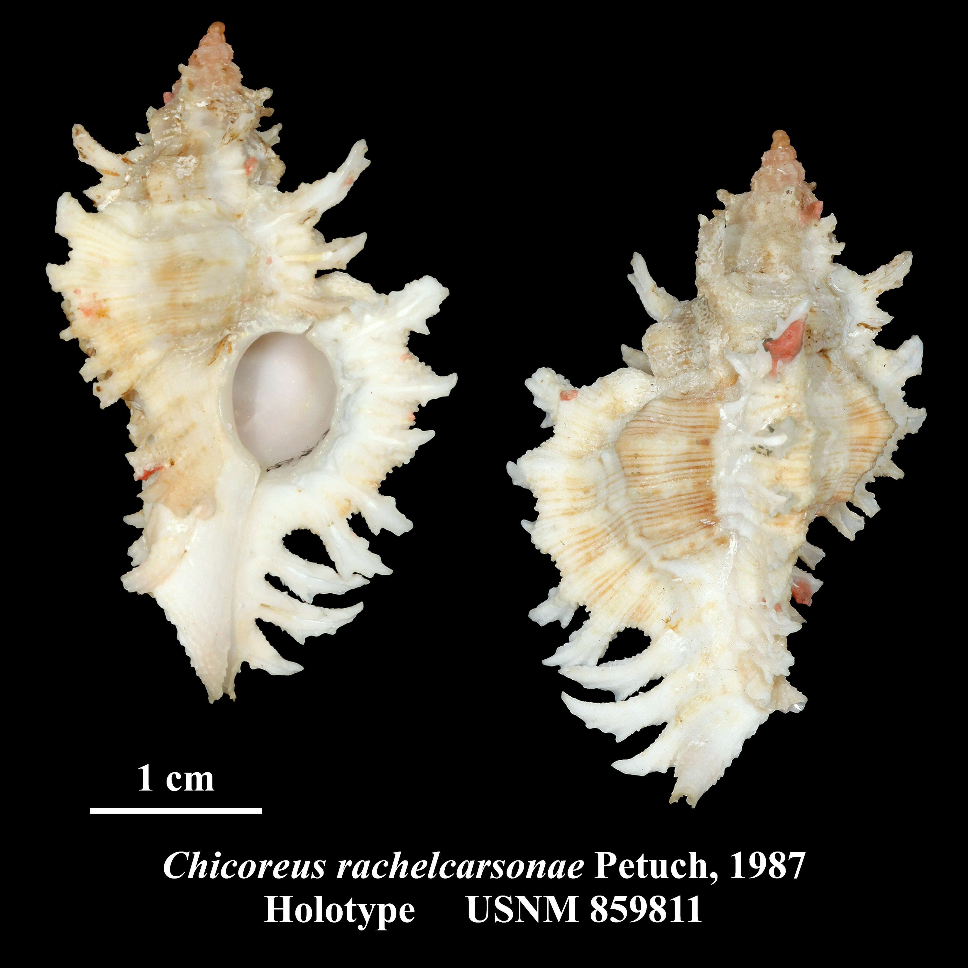 Image of Chicoreus rachelcarsonae Petuch 1987