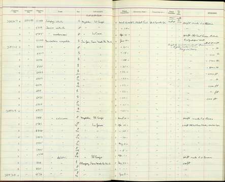 Basileuterus culicivorus indignus Todd 1916 resmi