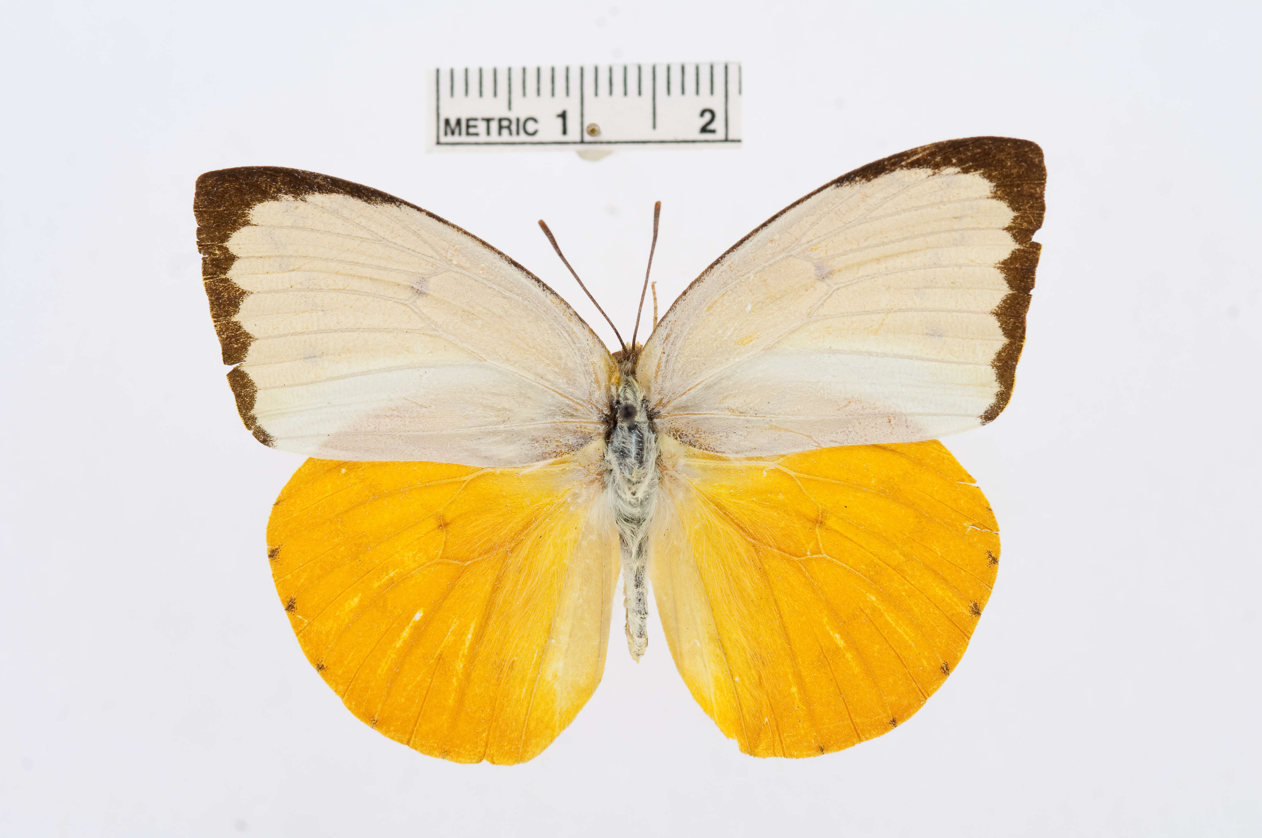 Image of Catopsilia scylla (Linnaeus 1763)