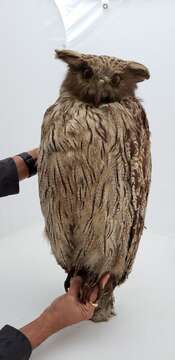 Image of Eurasian Eagle Owl