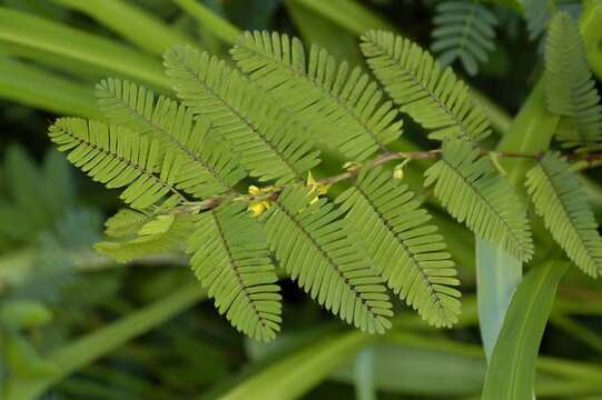 Image of Sensitive partridge pea