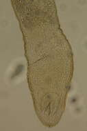 Image of Rhabdocoela