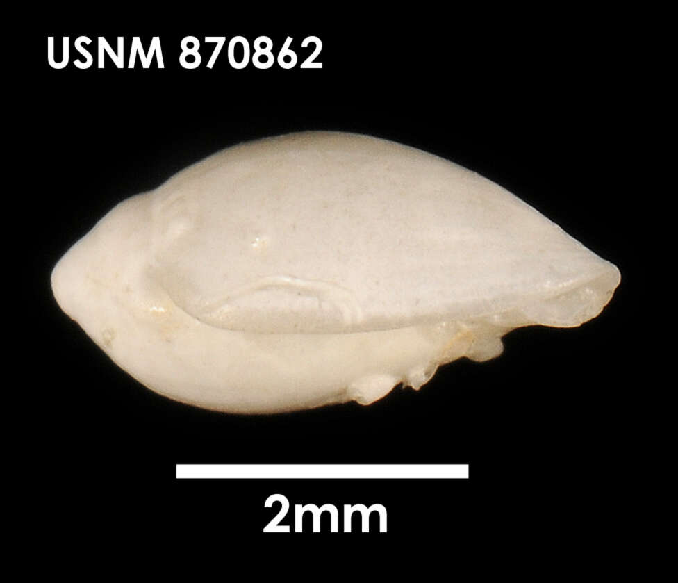 Image of Marginella amoena Suter 1908