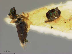 Chrysonotomyia metallica (Ashmead 1894) resmi