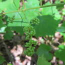 Image of Vitis rotundifolia var. rotundifolia