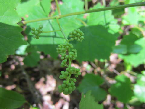 Image of Vitis rotundifolia var. rotundifolia