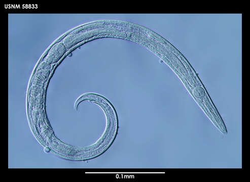 Image of Aphelenchoides helicosoma Maslen 1979