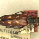 Image of Leptura alticola Gressitt 1948