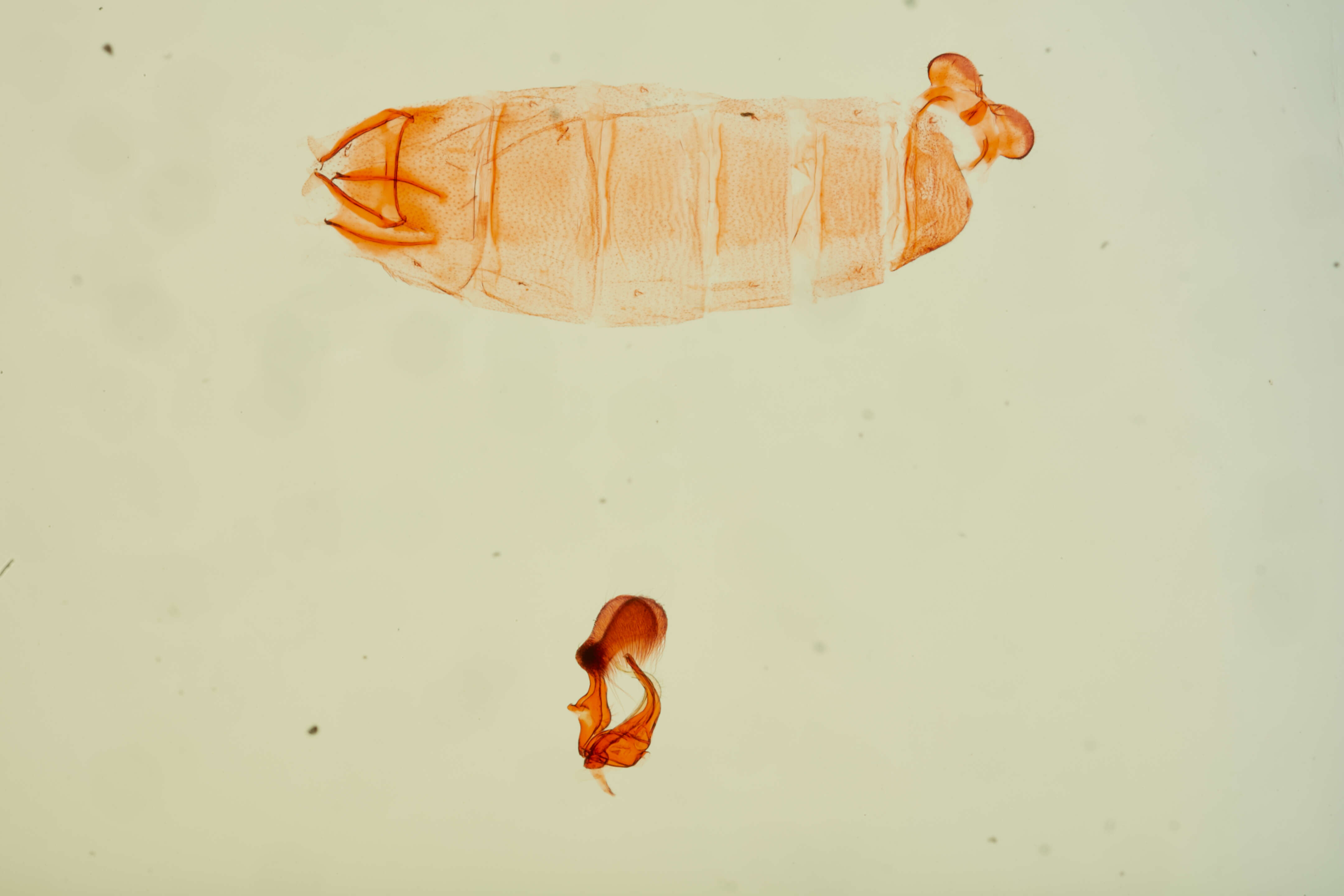 Image of Asymphorodes trigrapha Clarke 1986