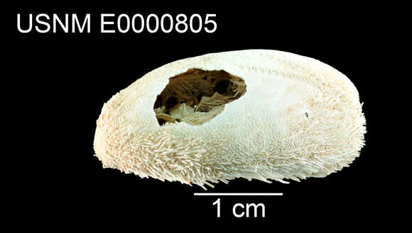 Image of Nacospatangus A. Agassiz 1873