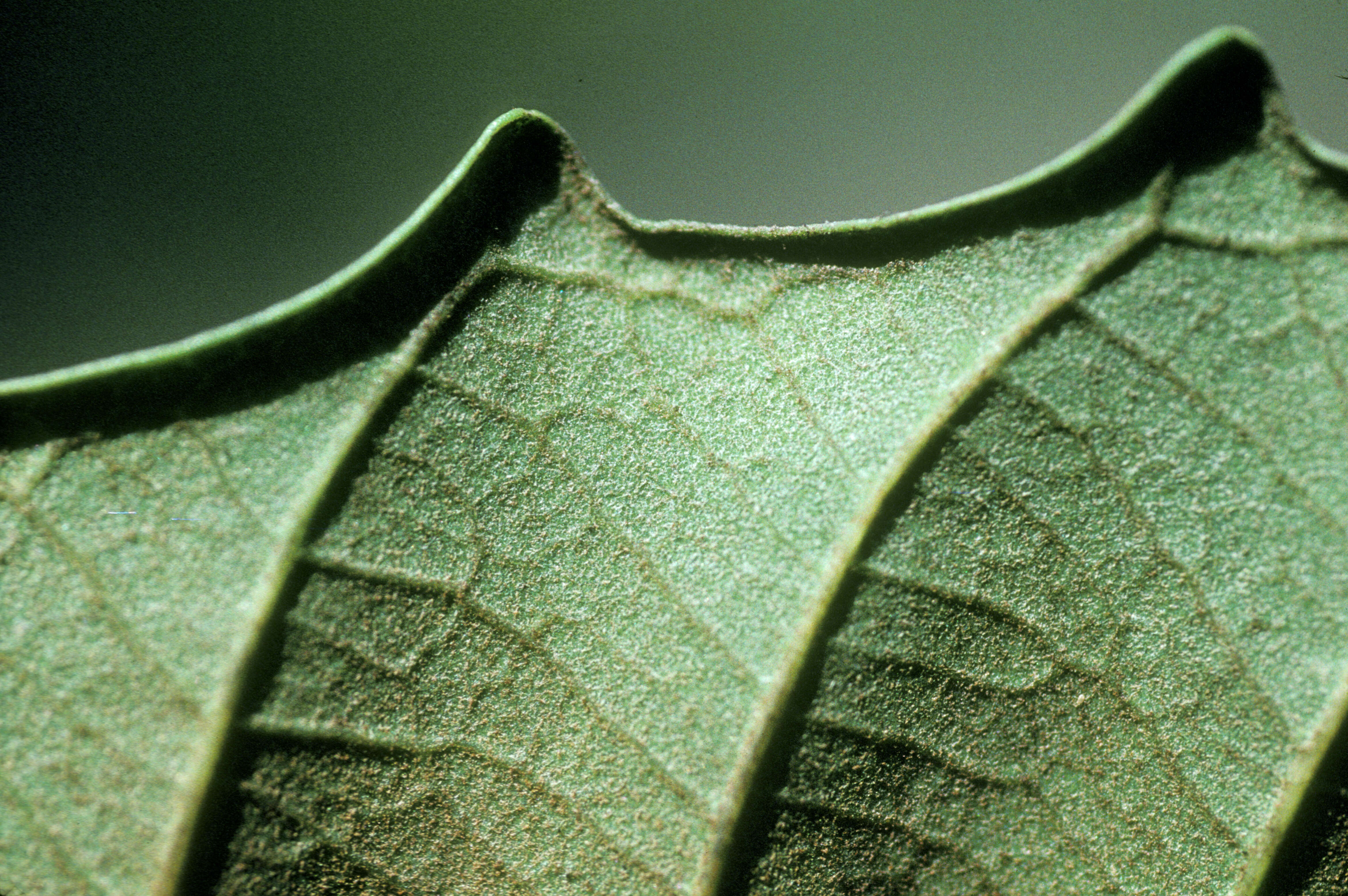 Image of Cupania rubiginosa Radlk.