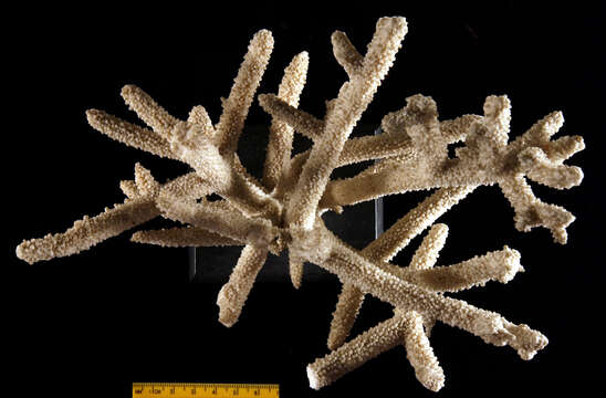 Image of Small base staghorn coral