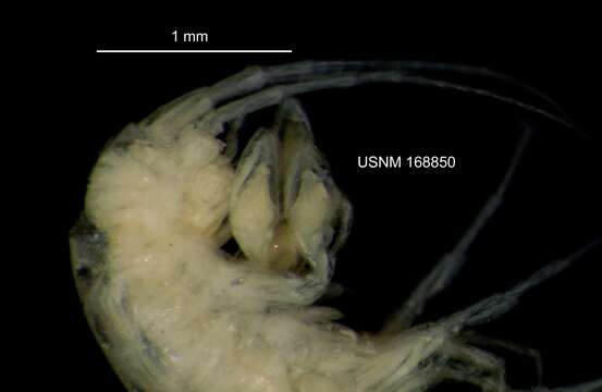 Imagem de Stygobromus pseudospinosus Holsinger 1978