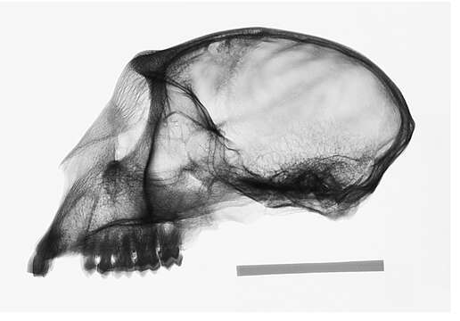 Image of Cercopithecus mitis kolbi Neumann 1902