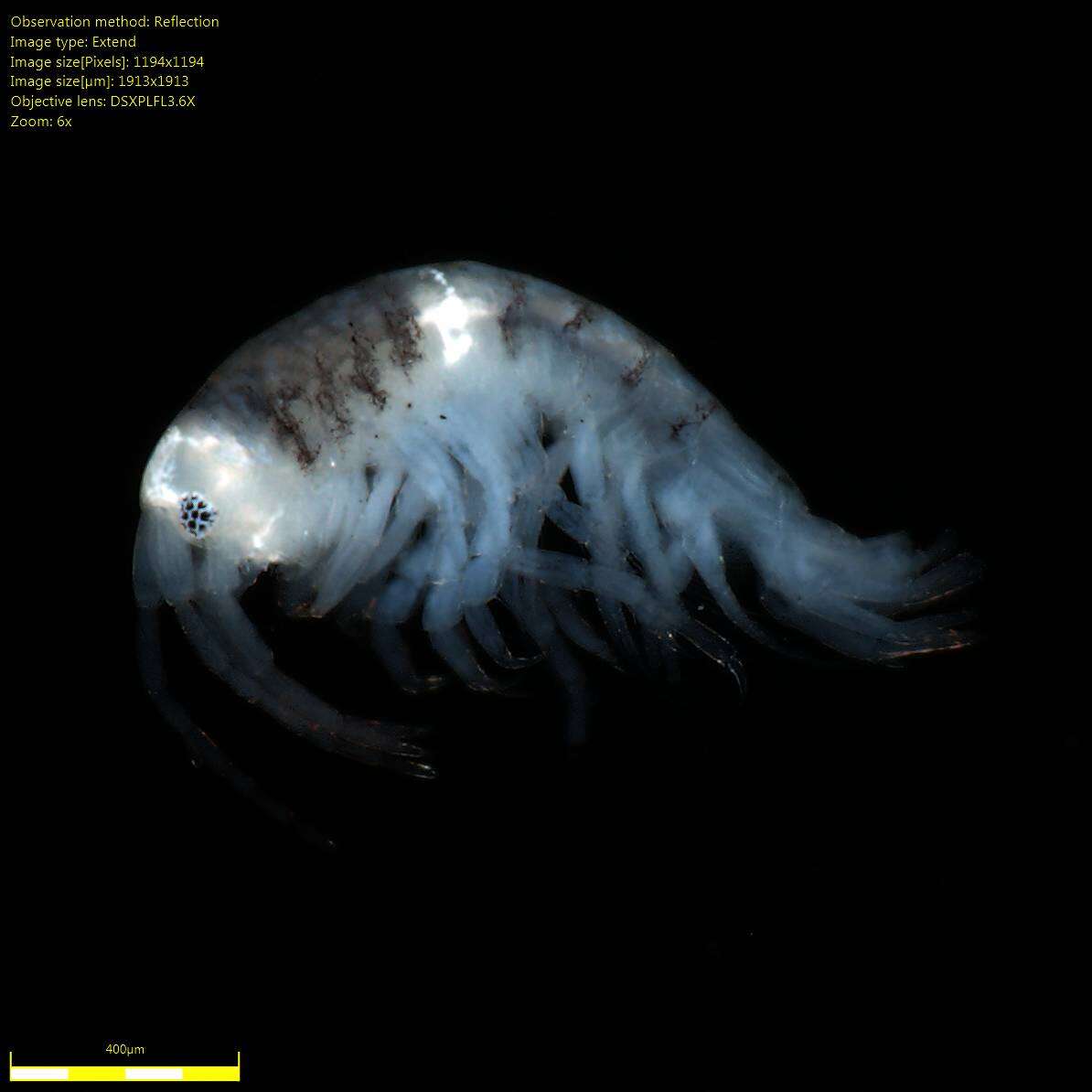 Image of Amphipoda