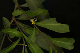 Image of twoleaf nightshade