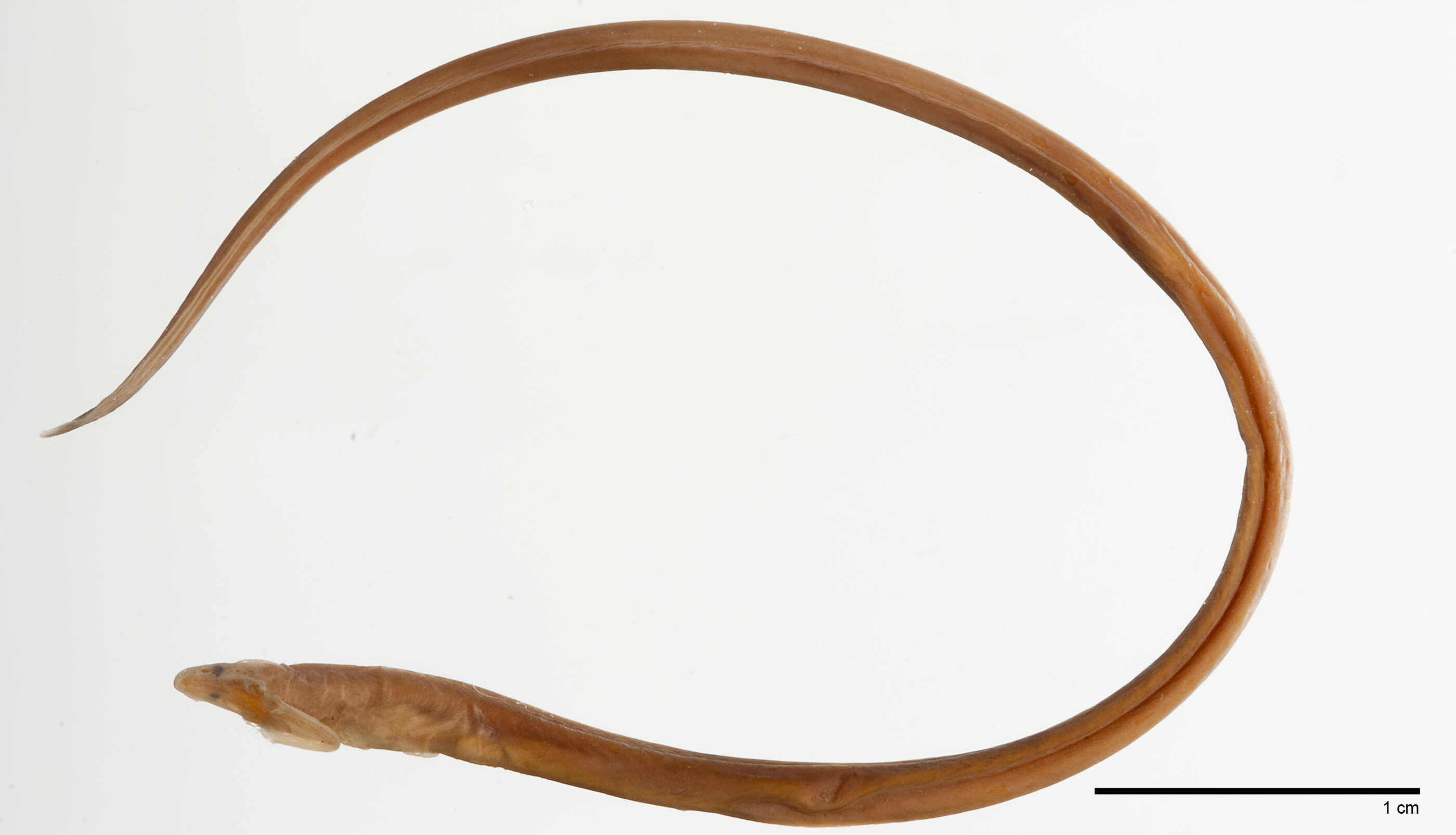 Image of Philippines worm eel