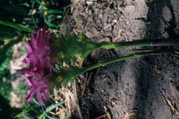 Image of Curcuma L.