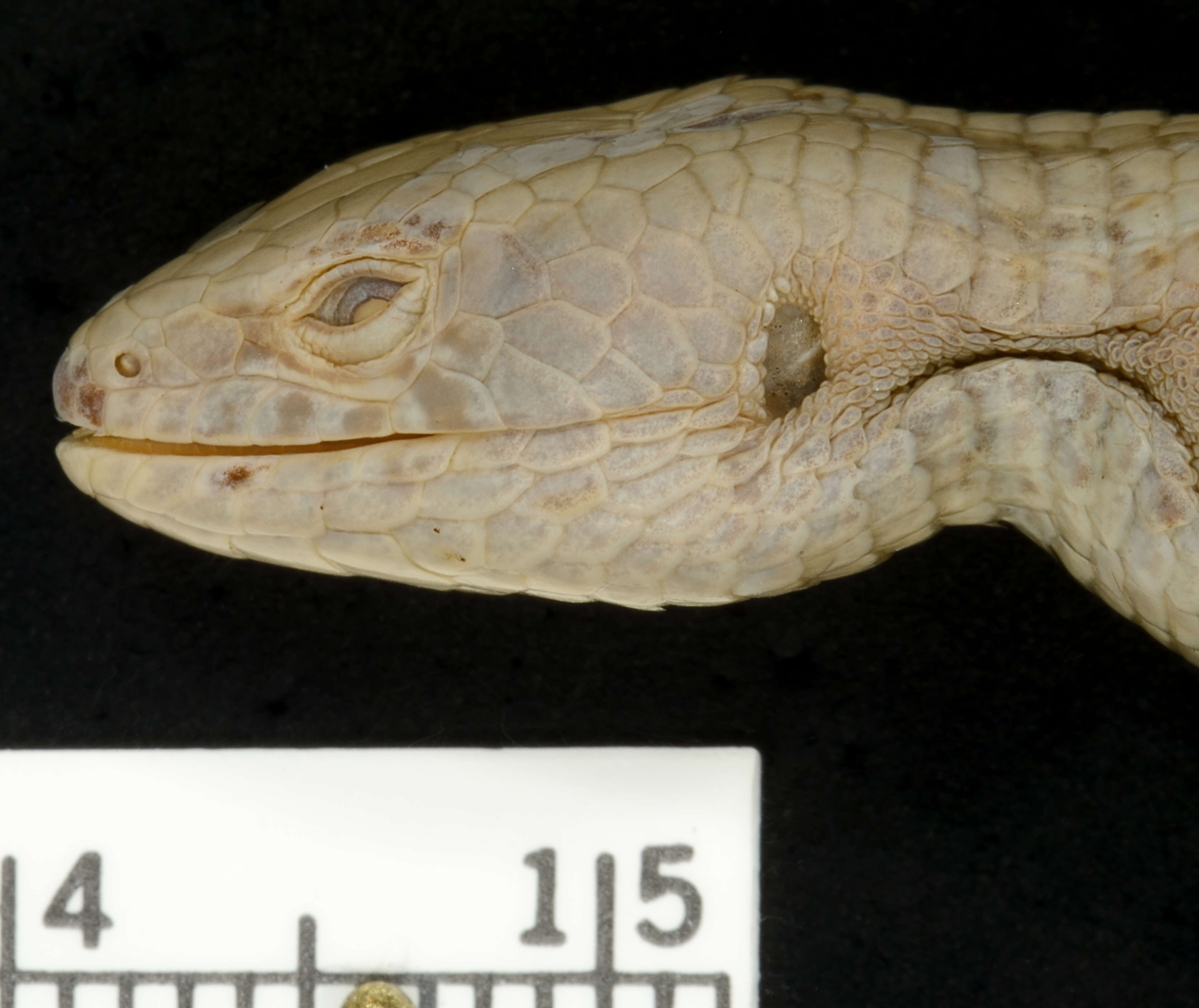 Image of Mount Orizaba Alligator Lizard