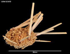 Plancia ëd Notocidaris platyacantha (H. L. Clark 1925)