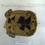 Image of Testudo graeca nabeulensis Highfield 1990