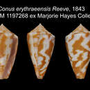 Imagem de Conus erythraeensis Reeve 1843