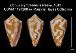 Sivun Conus erythraeensis Reeve 1843 kuva