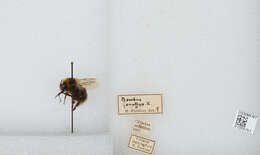 Image of Bombus jonellus (Kirby 1802)