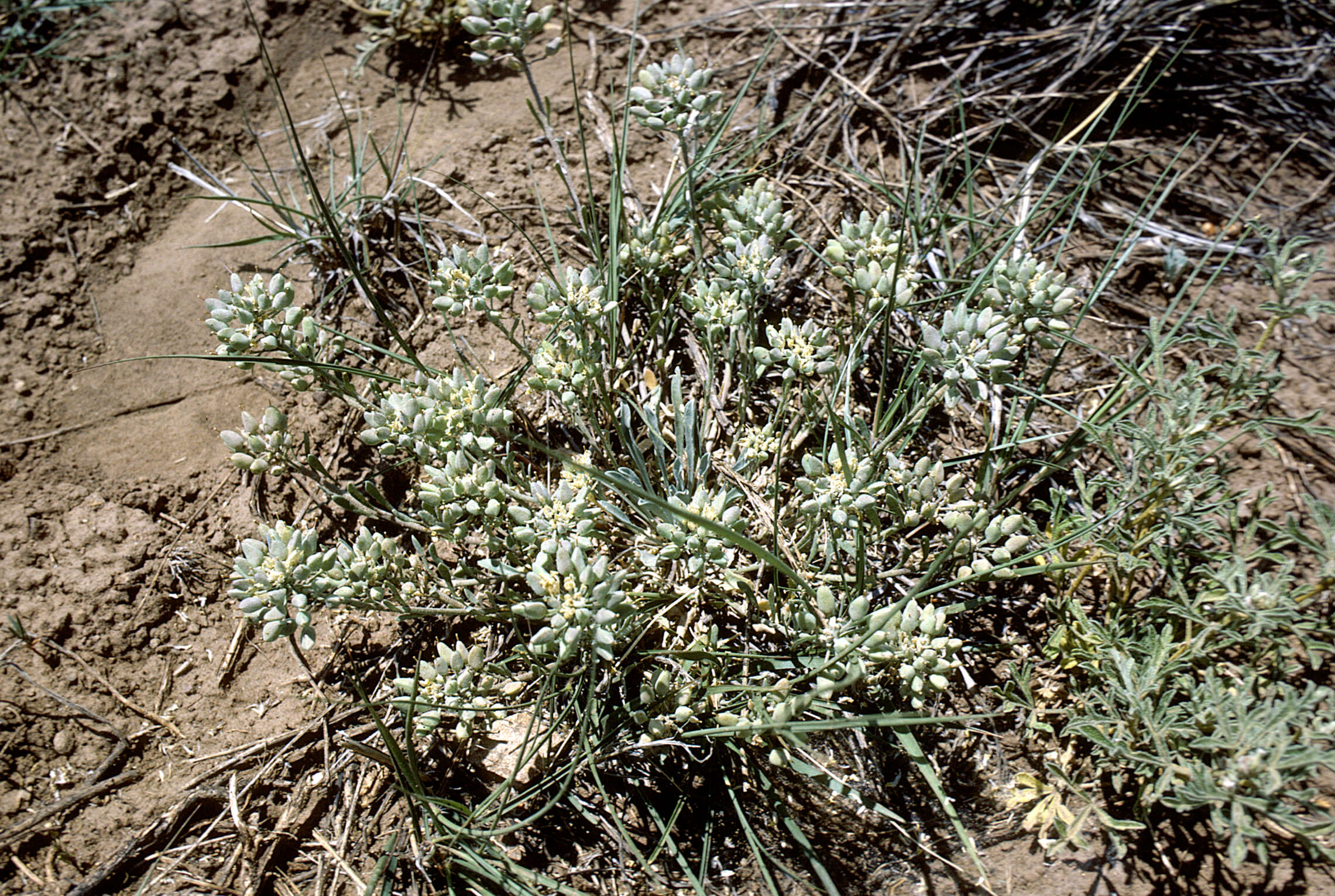 Image of strong bladderpod