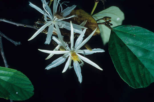 Image of Mollia speciosa Mart.