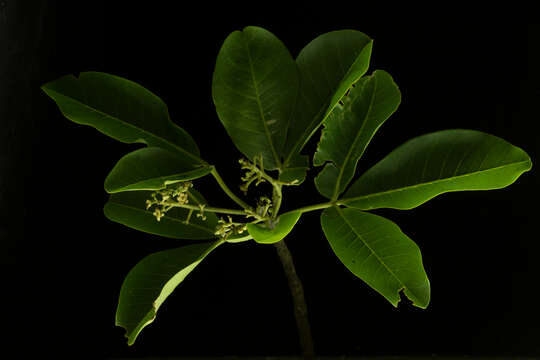 Image of Esenbeckia Kunth