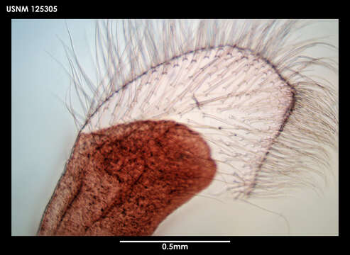 Image of Tetrachaelasma Newman & Ross 1971