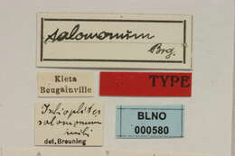 Image of Rhytiphora salomonum (Breuning 1938)