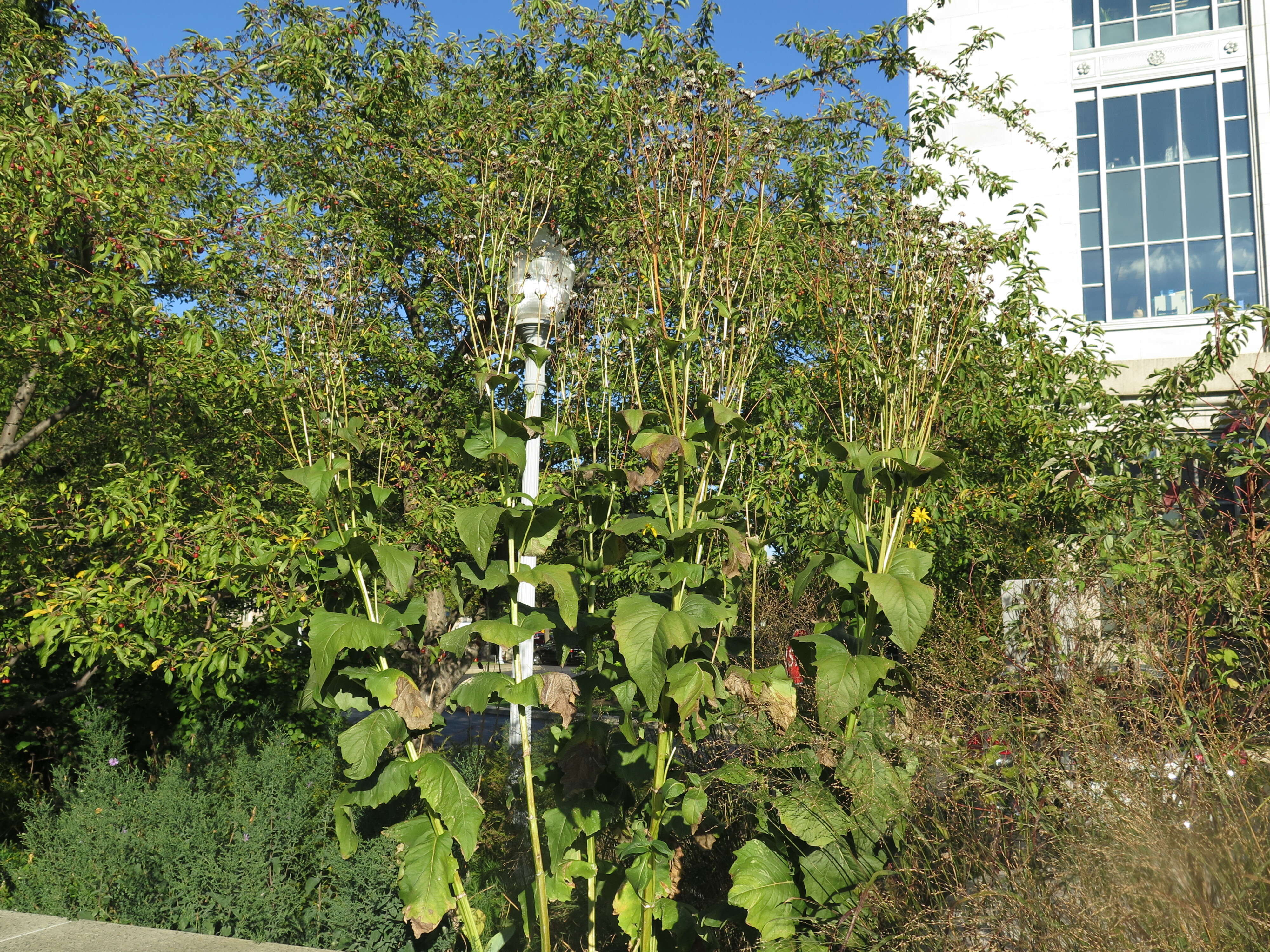 Image of Silphium L.