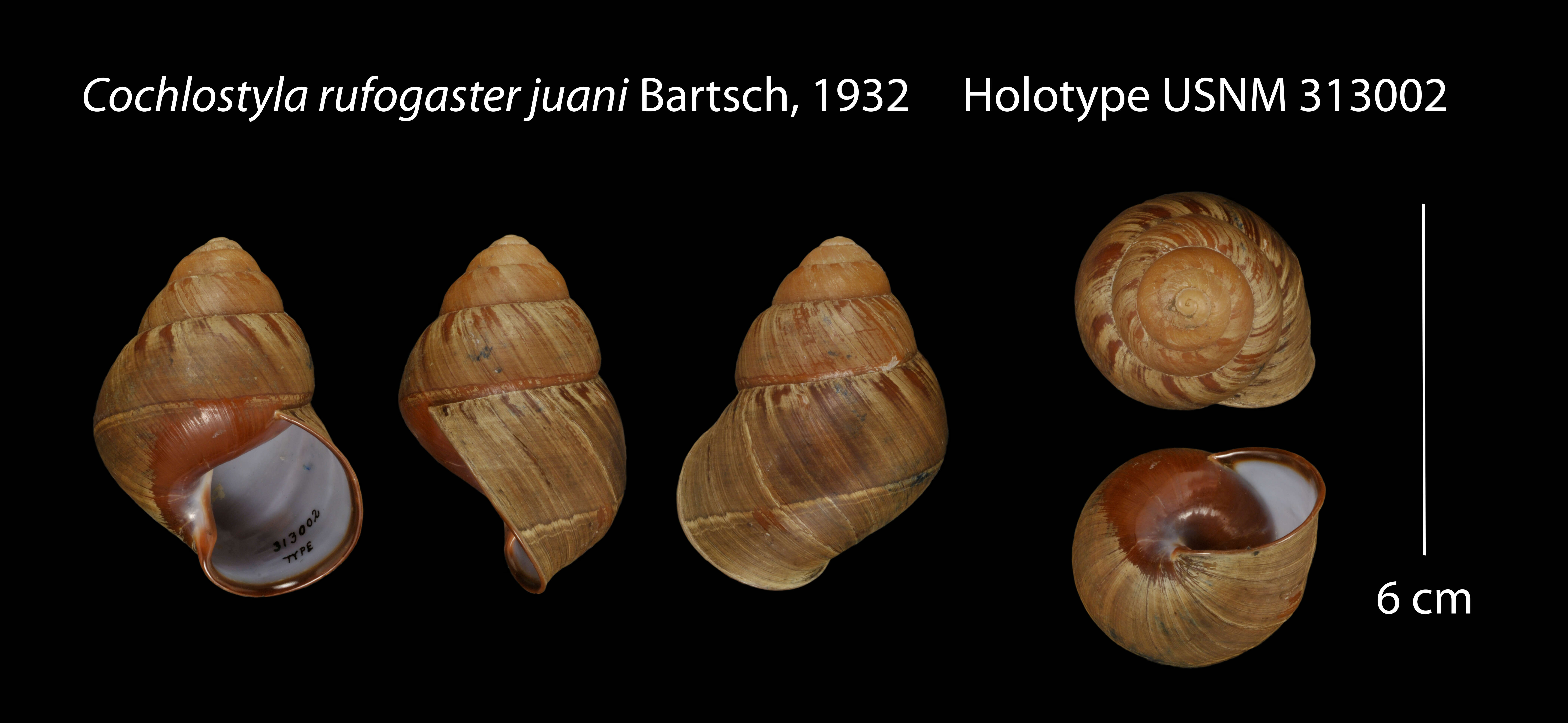Image of Cochlostyla rufogaster juani Bartsch