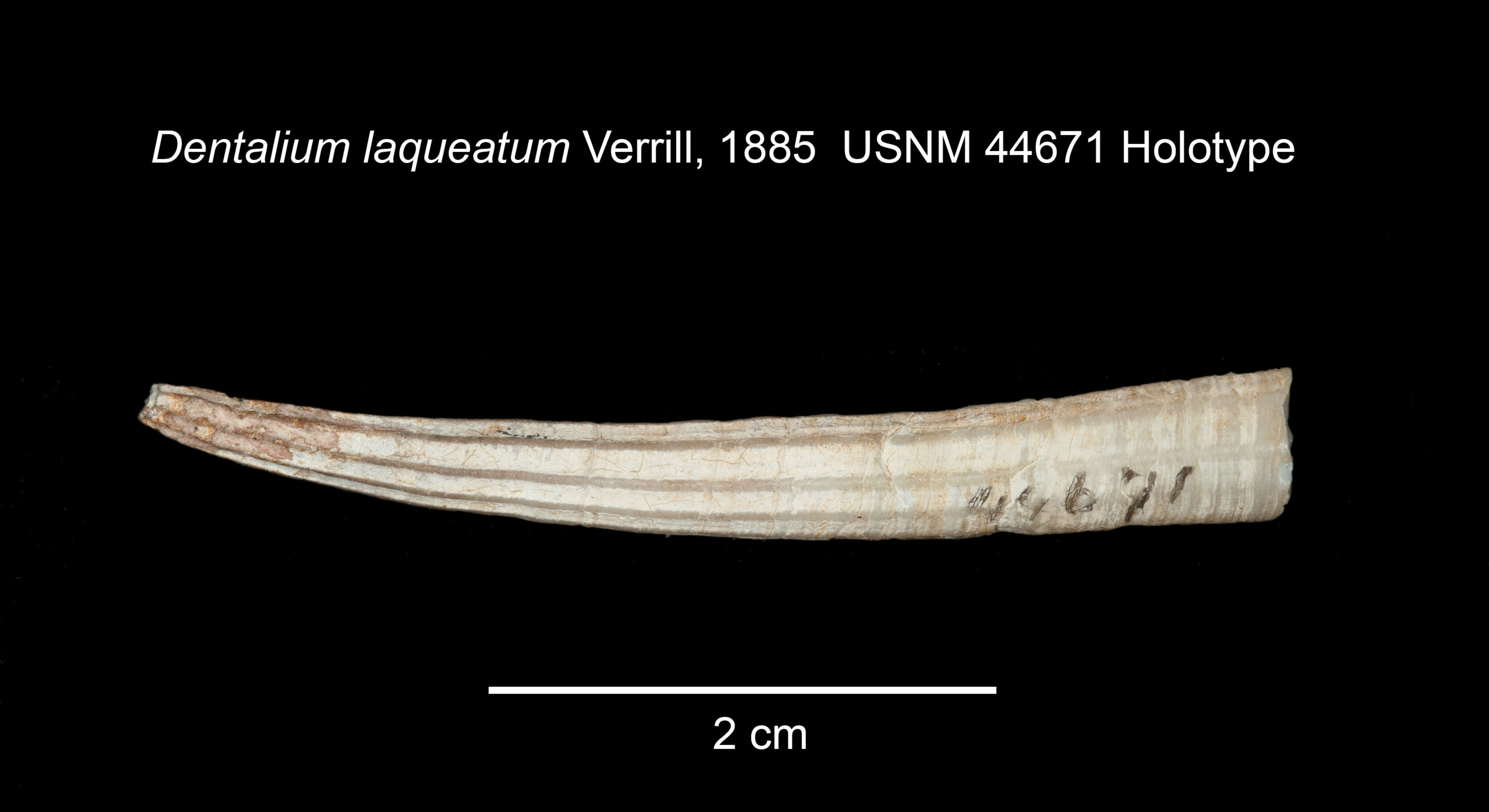 Слика од Dentalium laqueatum Verrill 1885