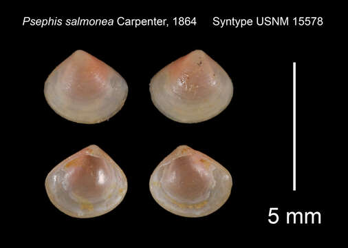 Plancia ëd Neolepton salmoneum (Carpenter 1864)