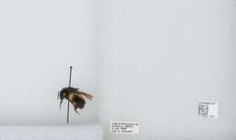 Bombus ephippiatus Say 1837 resmi