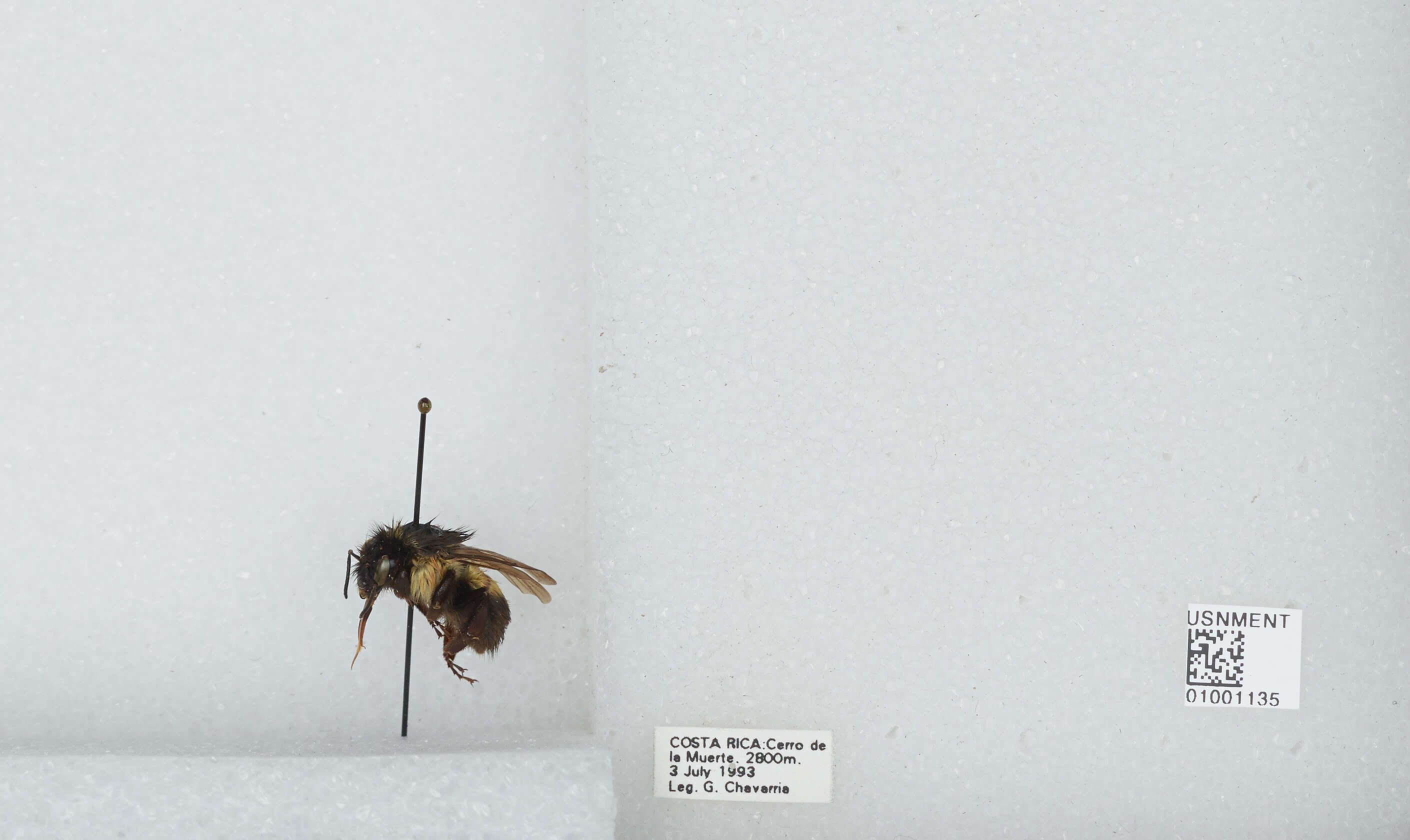 Bombus ephippiatus Say 1837 resmi