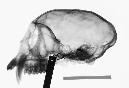 Plancia ëd Cercopithecus cephus cephodes Pocock 1907