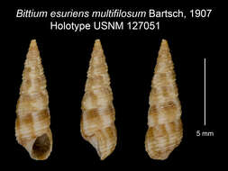 Слика од <i>Bittium esuriens</i>