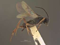 Image of Microgaster femoralamericana Shenefelt 1973
