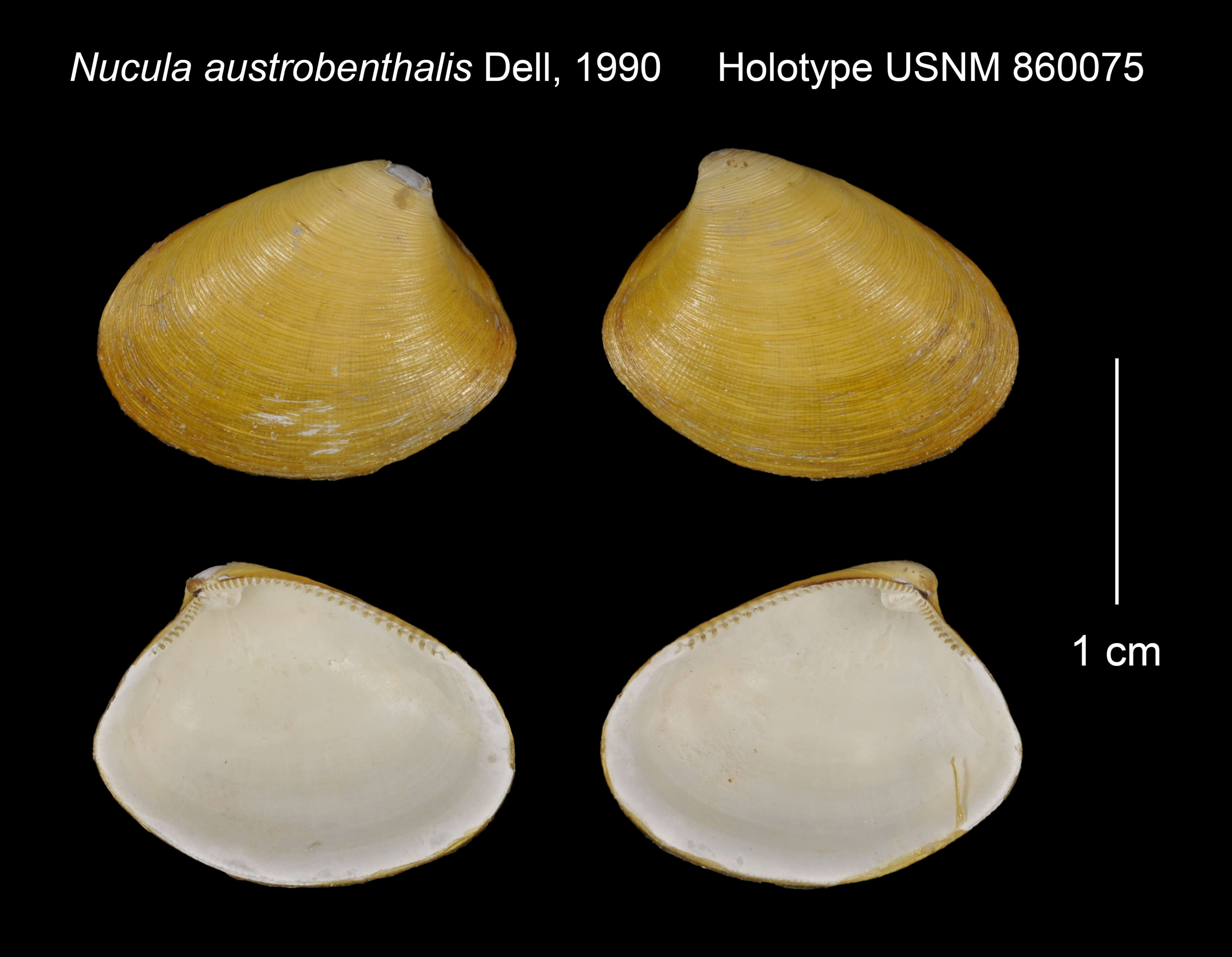 Image de Nucula austrobenthalis Dell 1990