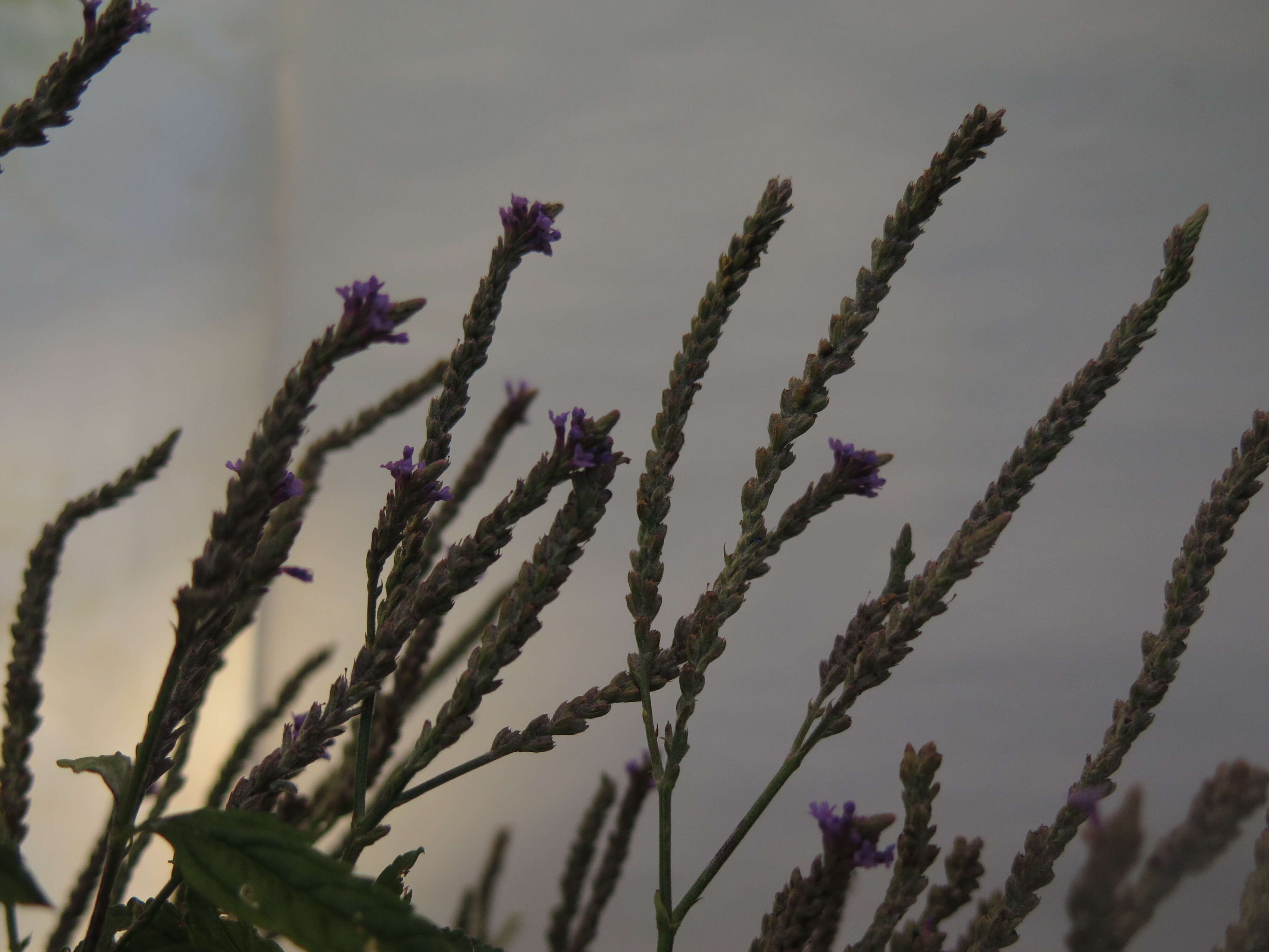 Image of swamp verbena