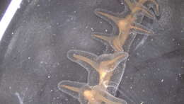 Image of Heteropathes americana (Opresko 2003)