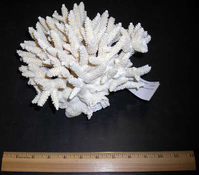 Image of Eight-ray finger coral