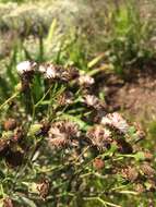 Image of Asteraceae