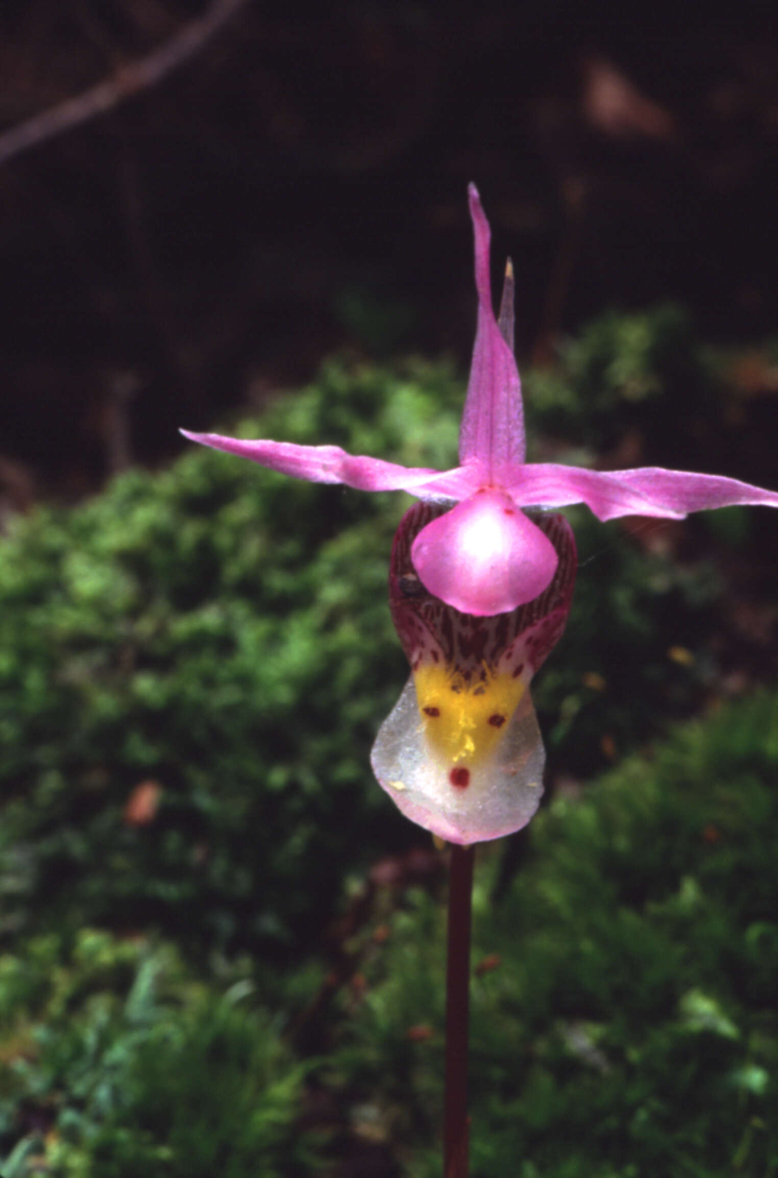 Image of calypso orchid